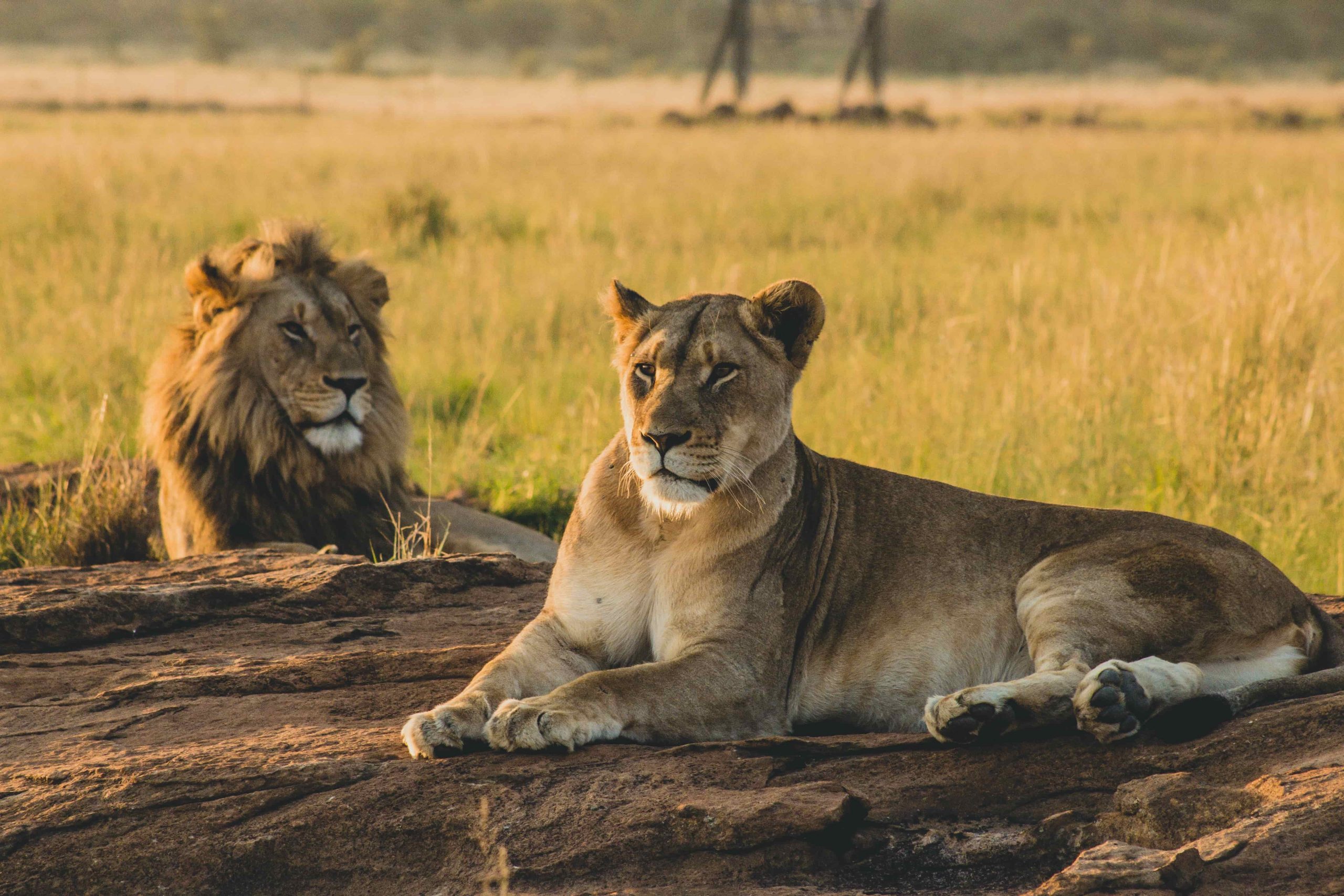 Lions of Kidepo Valley National Park