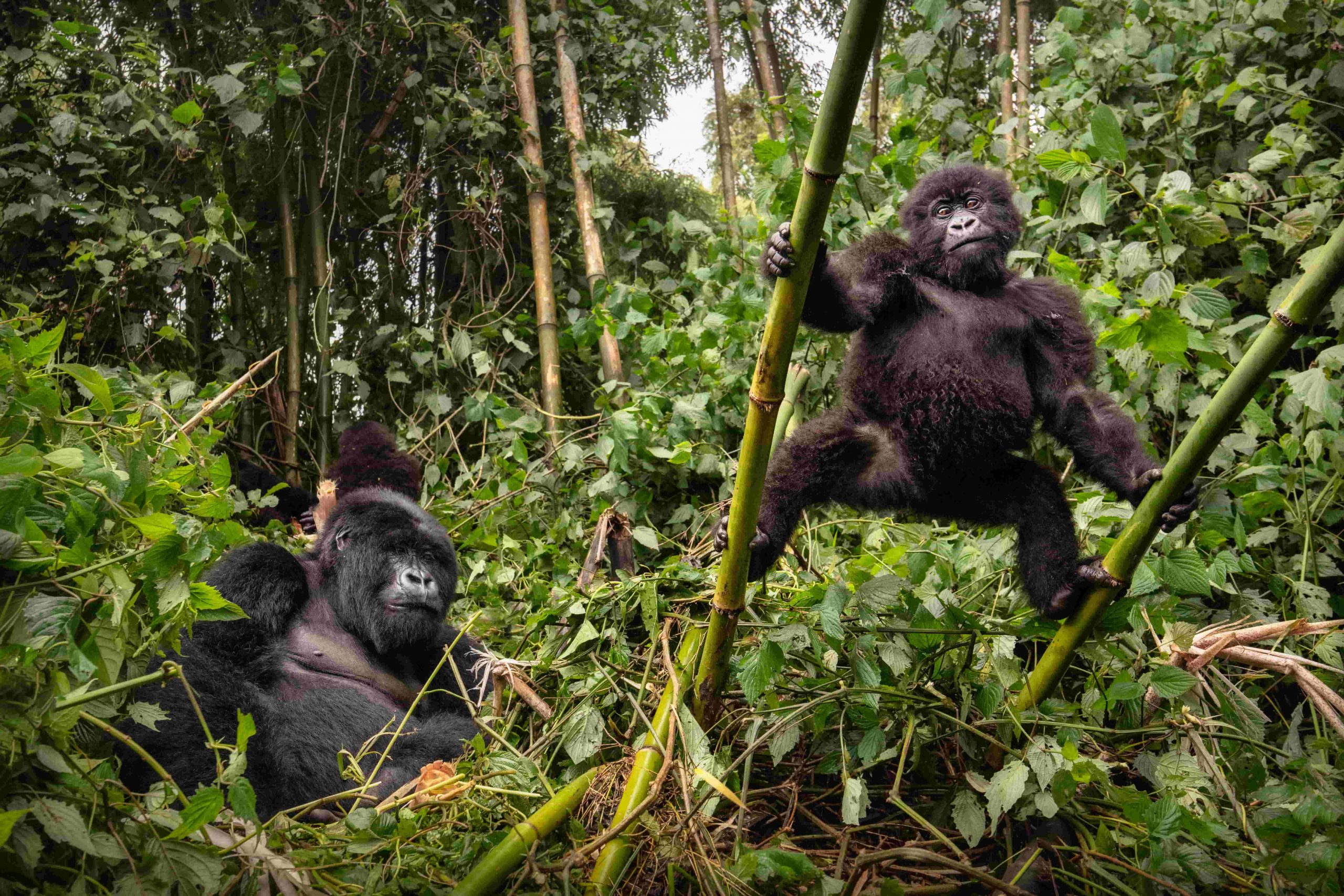 Mountain gorillas