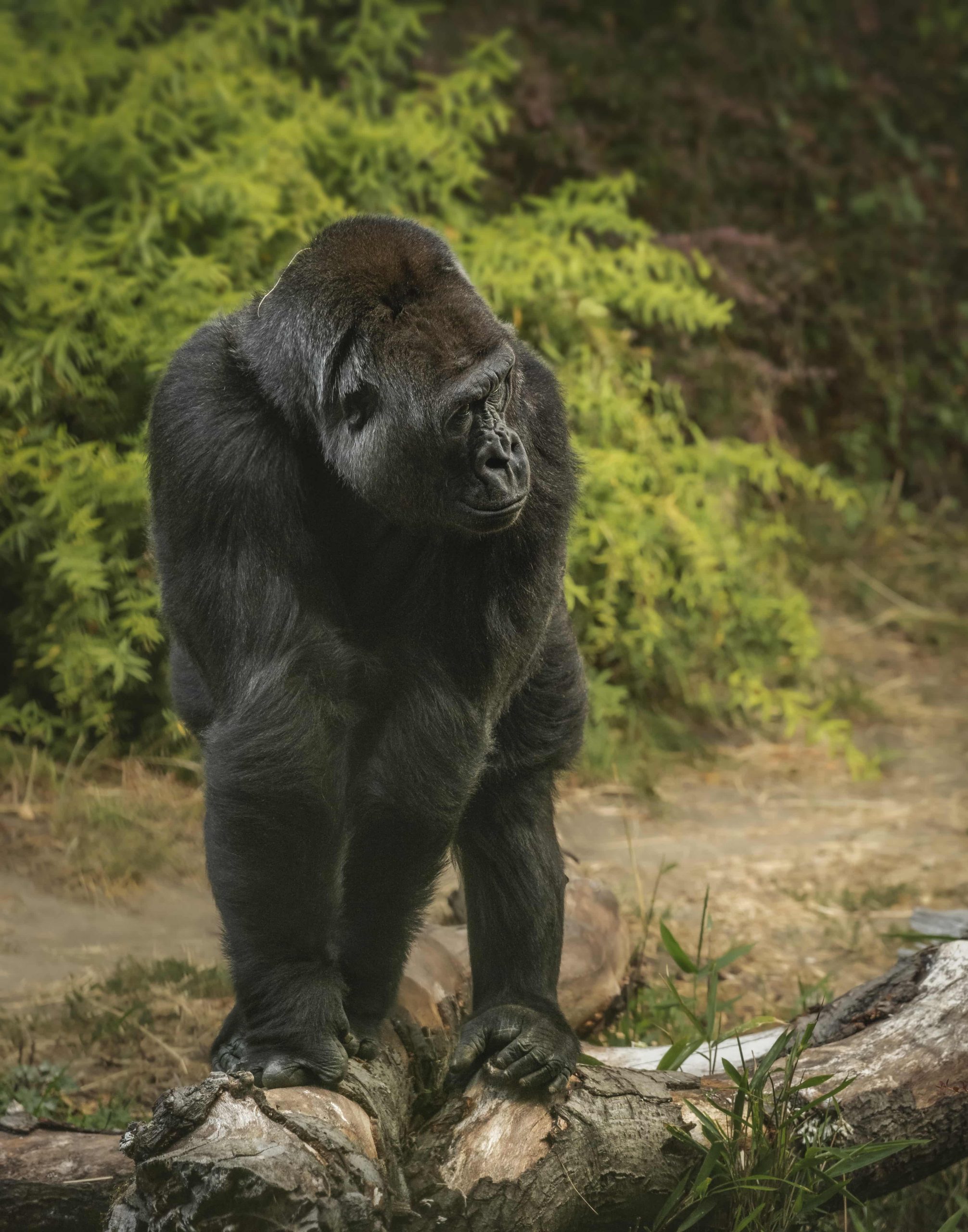 Gorilla in Bwindi