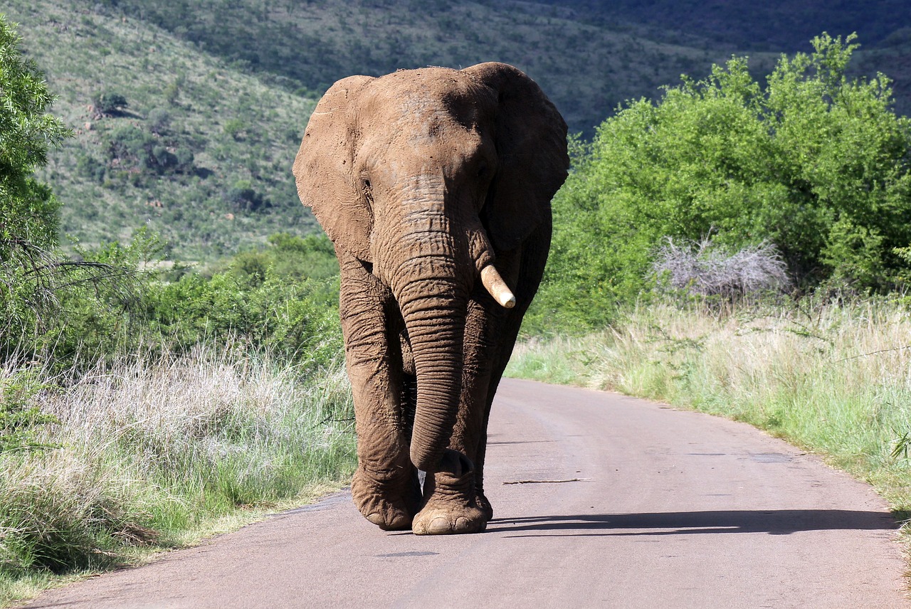 African Elephant in Murchison Falls National Park