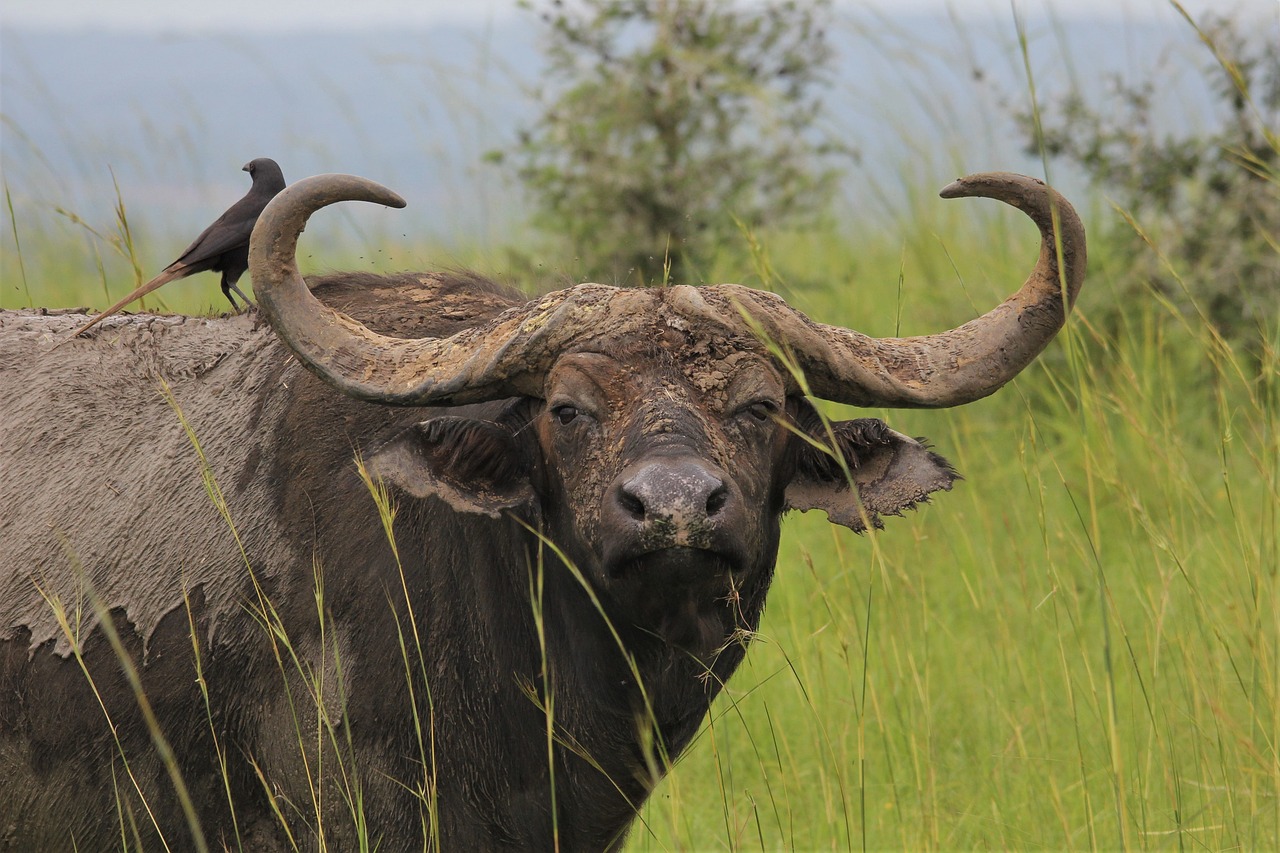 Buffalo sighting in Lake Mburo National Park.