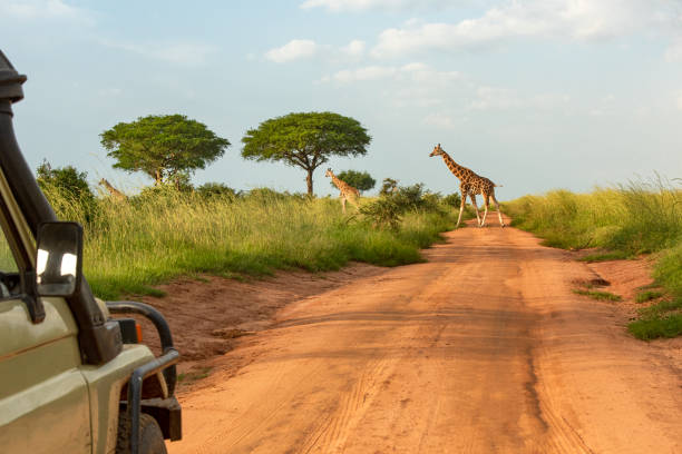 Best Game Tracks in Murchison Falls National Park