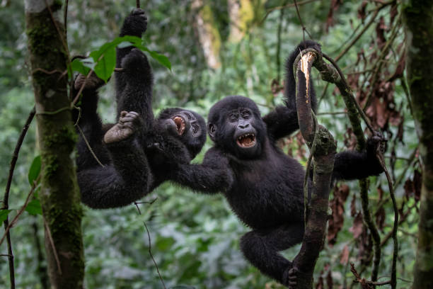 Bwindi Impenetrable Forest