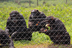 1 Day Ngamba Island Chimpanzee Tour 