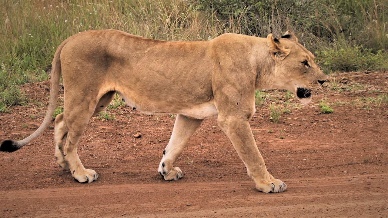 African Lioness