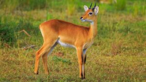 Antelope Species called Oribis