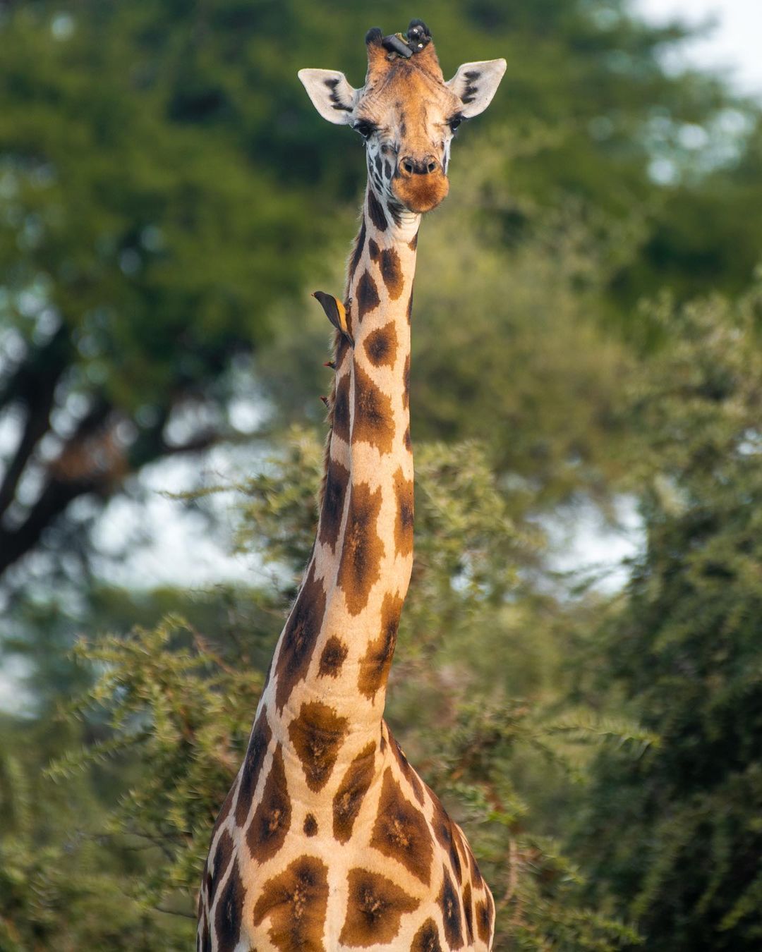 Giraffe