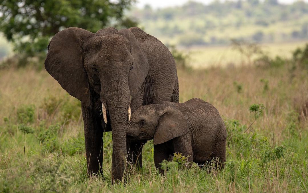 African Elephants