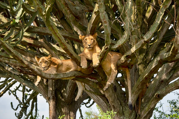 Tree climbing lions (Panthera leo) resting in a cactus tree (Euphorbia candelabrum). Ishasha section of Queen Elizabeth National Park, Uganda, right at the border to the Democratic Republic of Congo. Wildlife Shot.