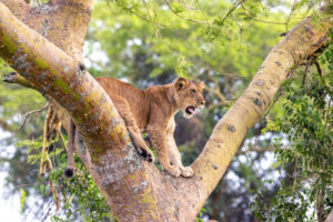 Tree Climbing Lions of Queen Elizabeth National Park