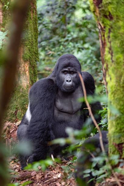 Silverback gorilla in rainforest looking at camera.