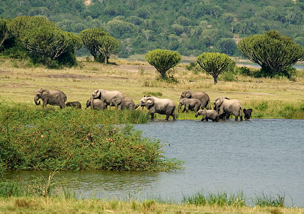 Queen Elizabeth National Park elephants