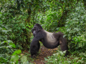 Silverback Gorilla in Bwindi