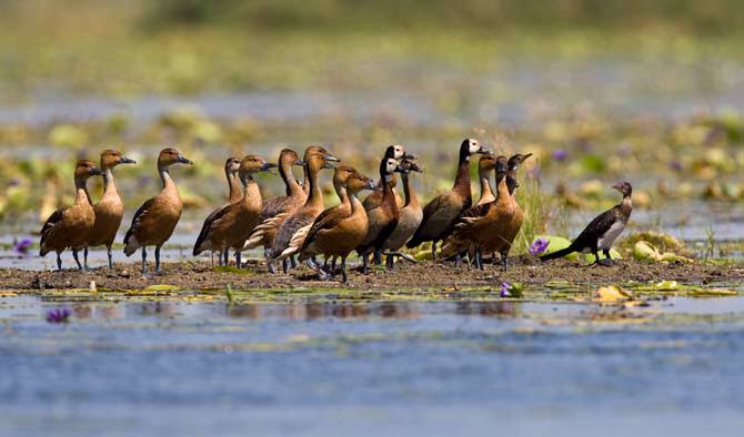 Lake Bisina boat safari