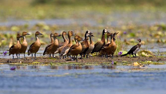 Lake Bisina boat safari