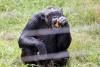 Ngamba Island Chimpanzee Sanctuary