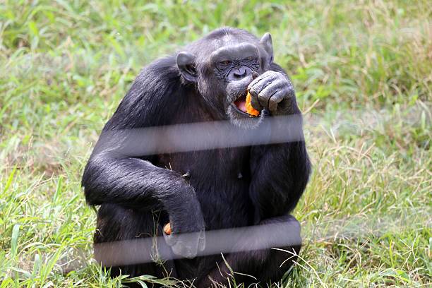 Ngamba Island Chimpanzee Sanctuary